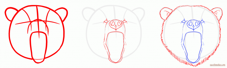 Морда медведя поэтапное рисование