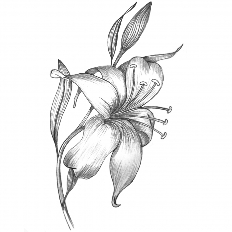 «Как научиться рисовать лилии: рисунки карандашом для срисовки»