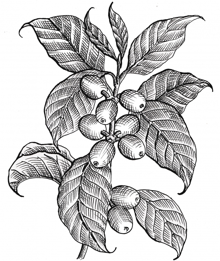 Нарисованное кофейное дерево
