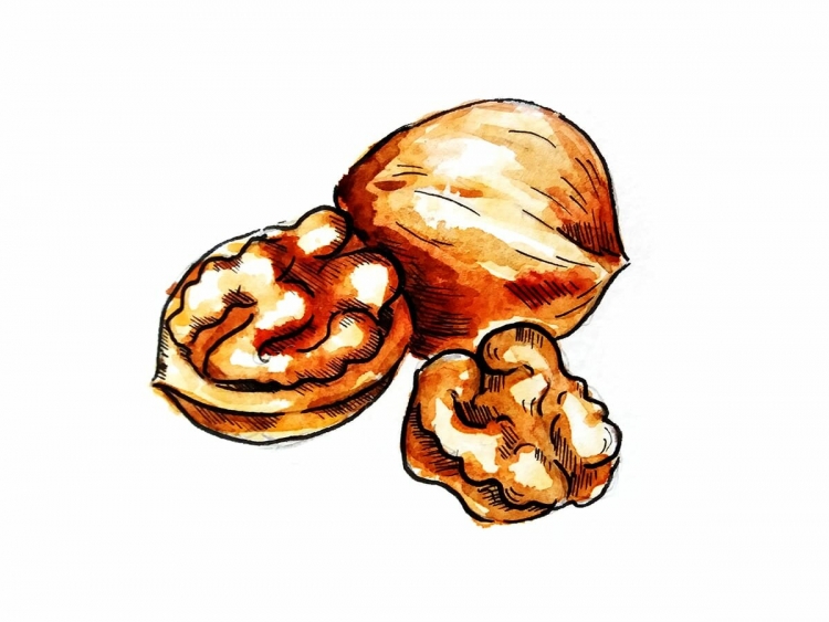 Грецкий орех нарисованный