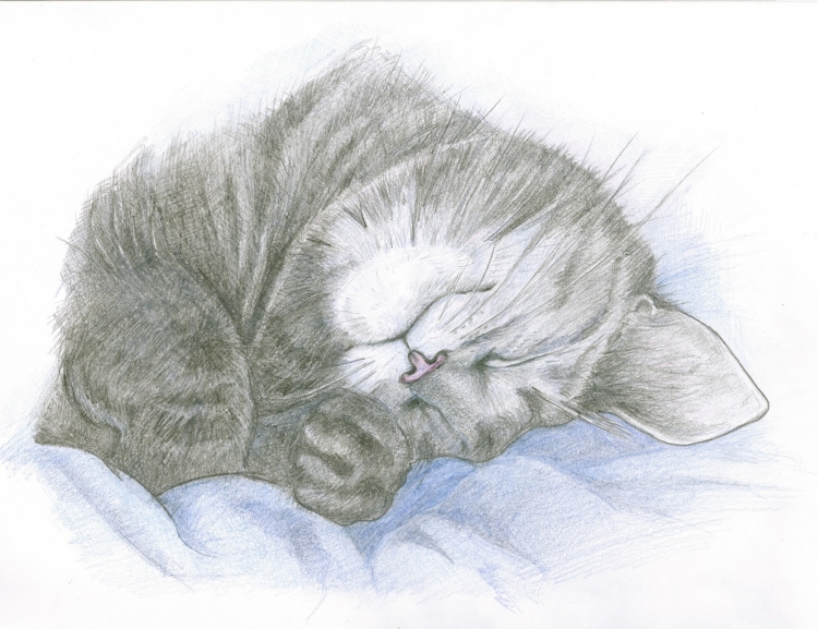 Нарисованный спящий котик