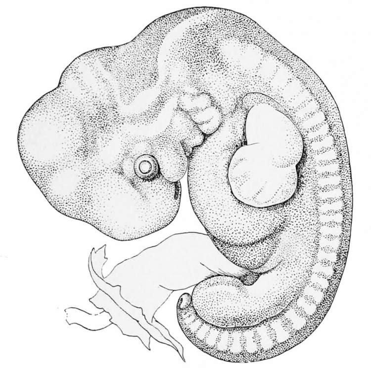Эмбрион нарисованный