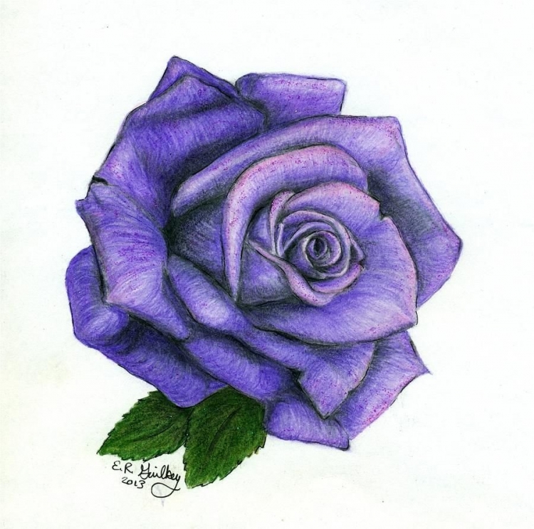 Розы фиолетовые нарисованные