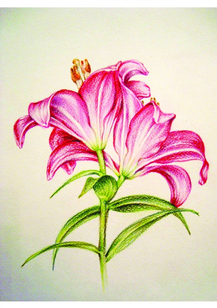 Ботаническая иллюстрация цветными карандашами