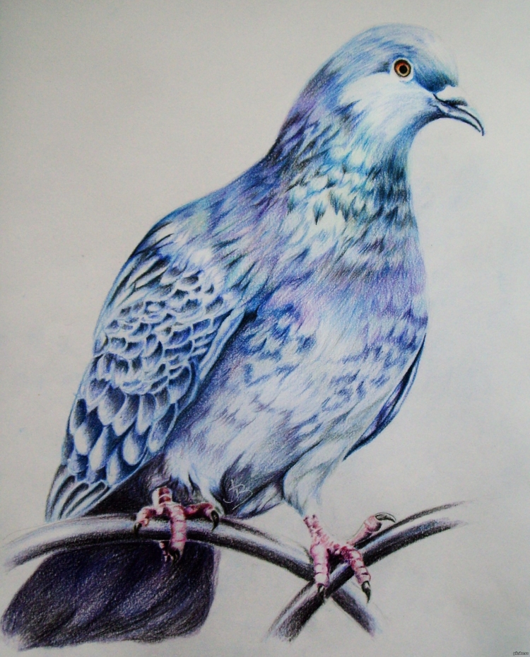 Голубь рисунок карандашом цветным