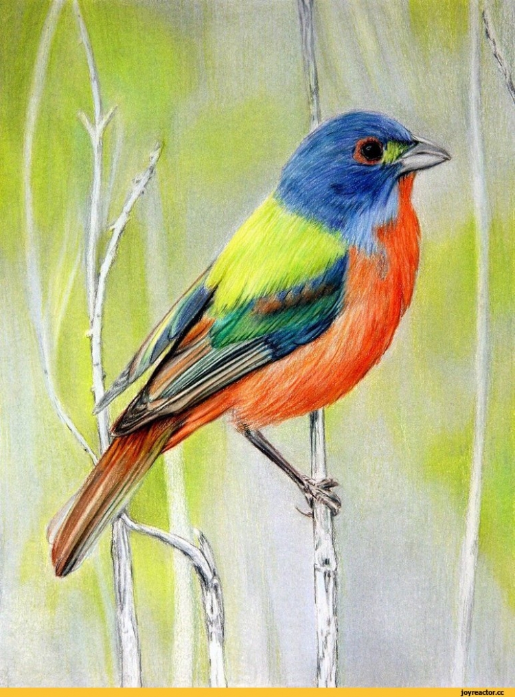 Птицы рисунок цветной