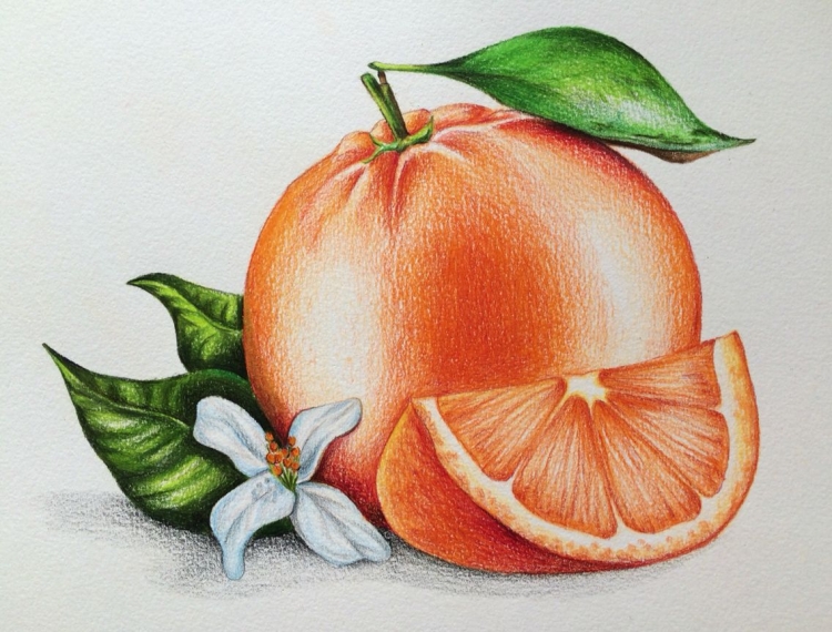 Рисунки цветными карандашами фрукты