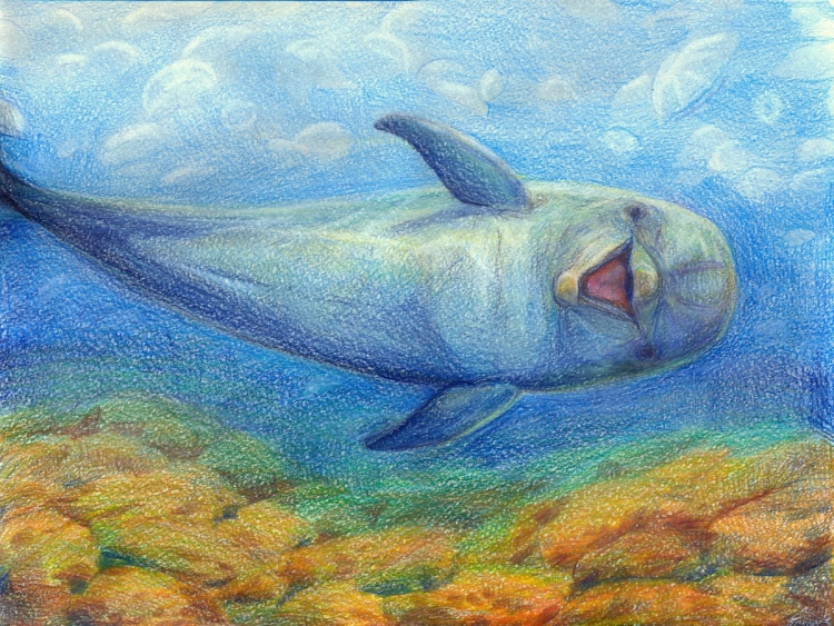 Дельфин цветными карандашами