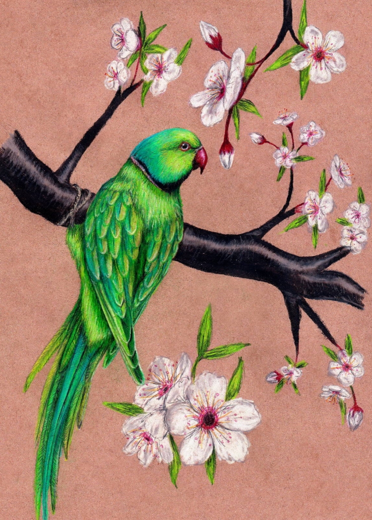 Райские птицы цветными карандашами