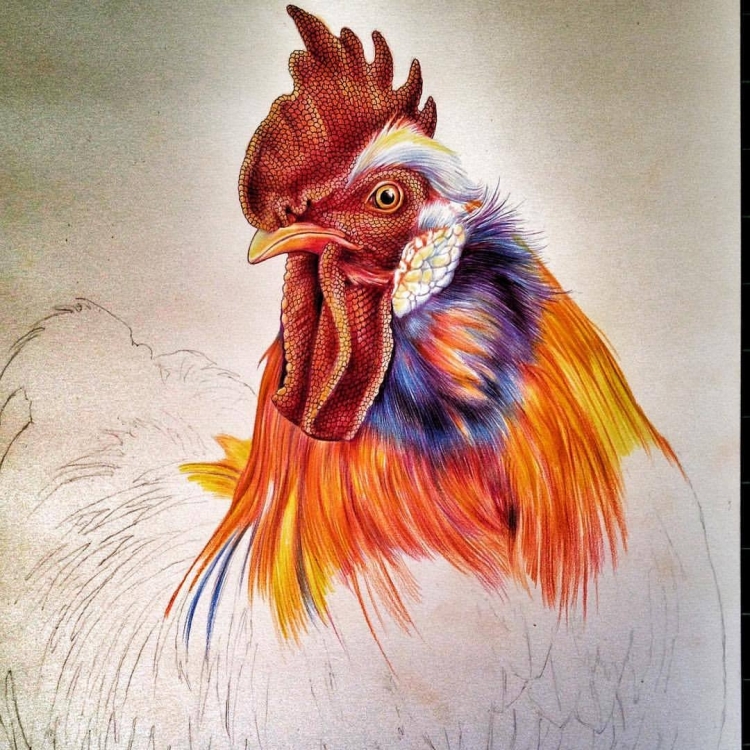 Курица рисунок карандашом цветным