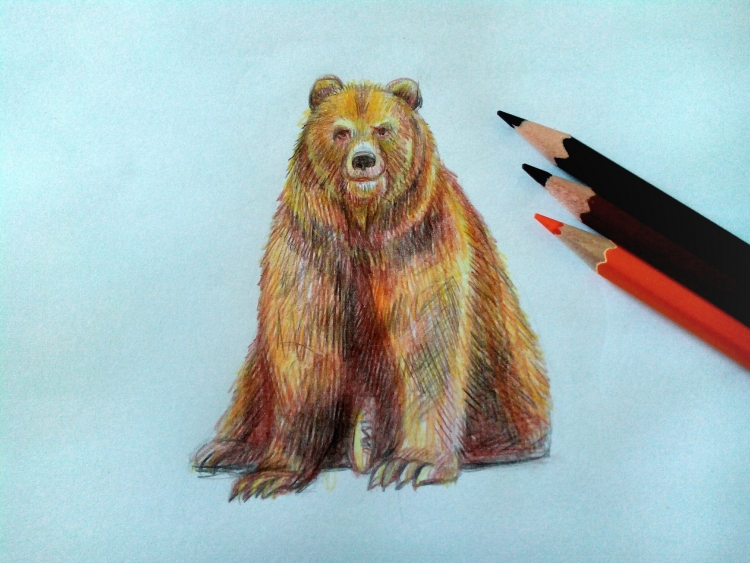 Медвежонок цветными карандашами