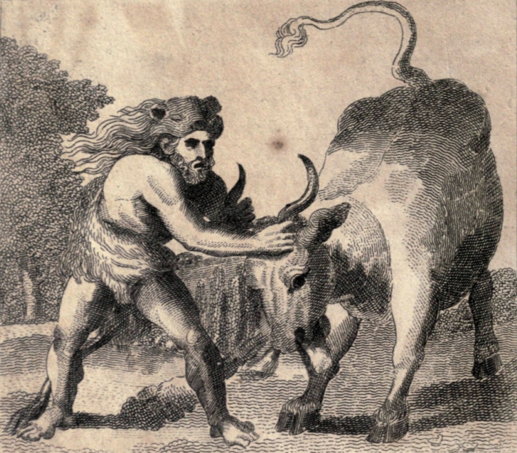 Иллюстрация бычья шкура