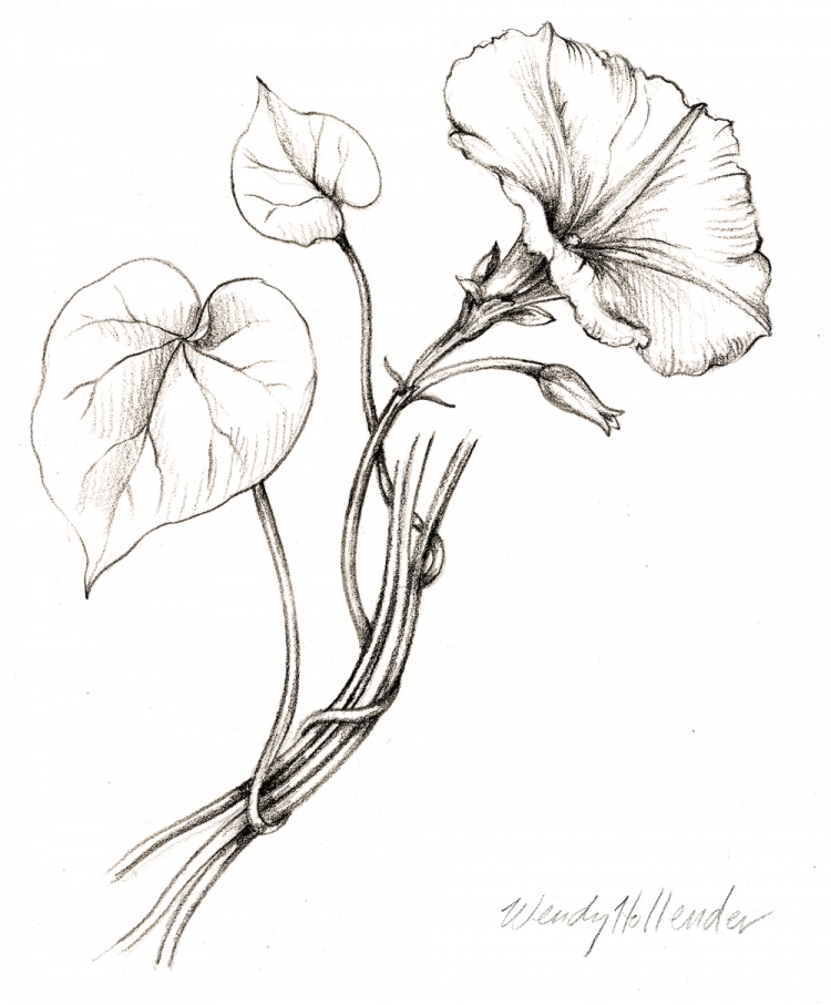 Ботаническая иллюстрация карандашом