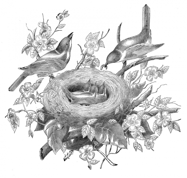 Гнездо с птенцами иллюстрация