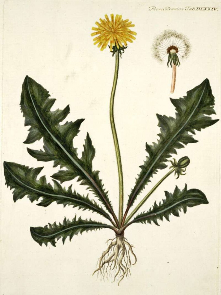 Taraxacum officinale иллюстрация