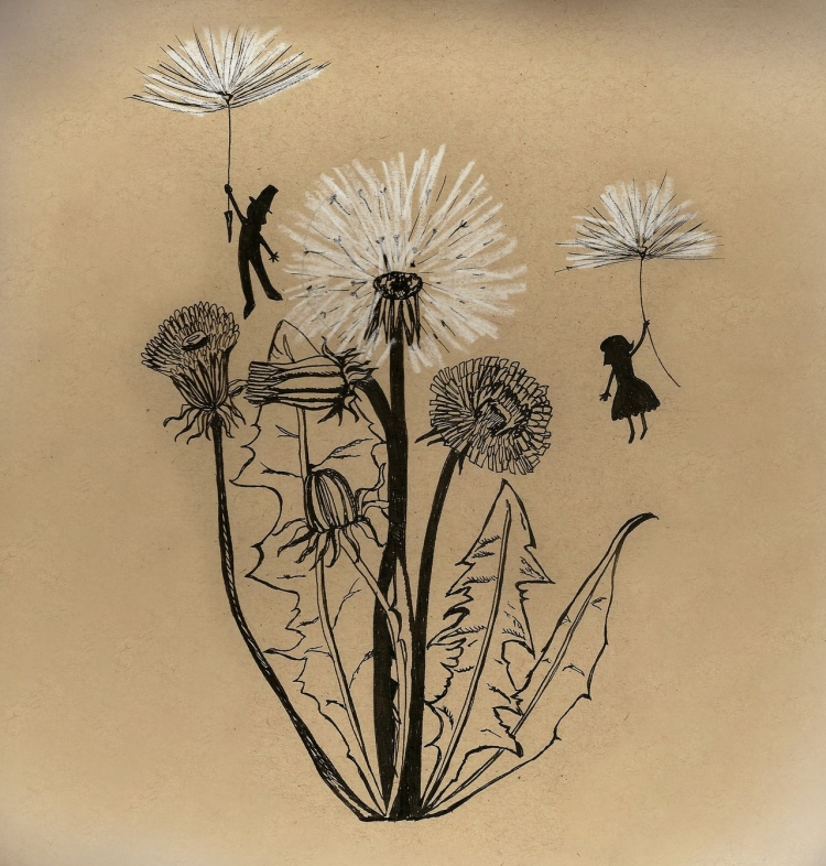 Ботаническая иллюстрация Taraxacum