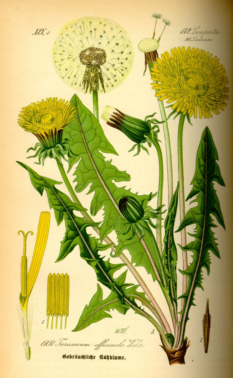 Ботаническая иллюстрация Taraxacum