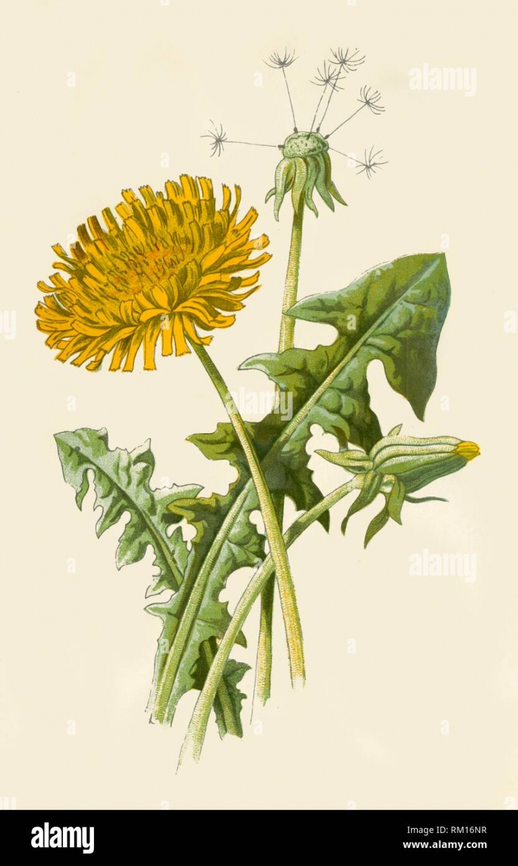 Taraxacum officinale диаграмма одуванчика