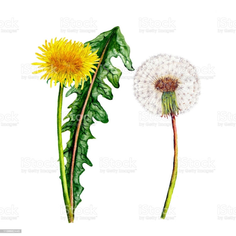 Taraxacum officinale гербарий