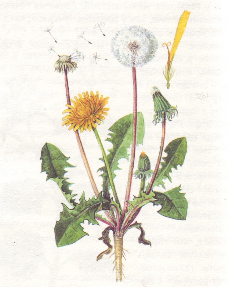Ботаническая иллюстрация Taraxacum