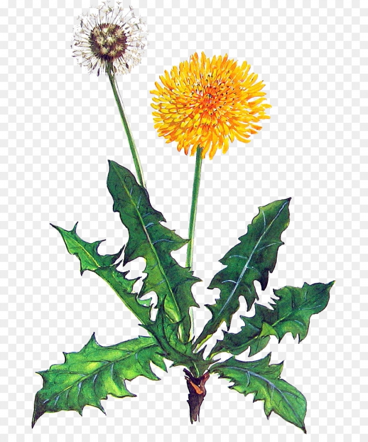 Taraxacum officinale иллюстрация