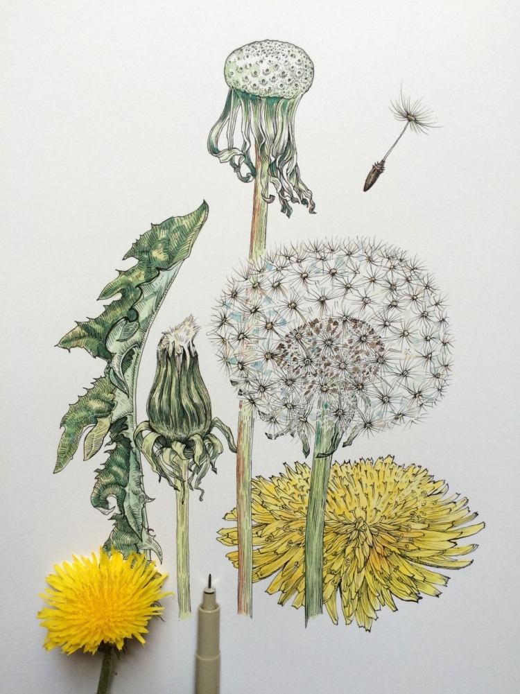 Ботаническая иллюстрация Taraxacum