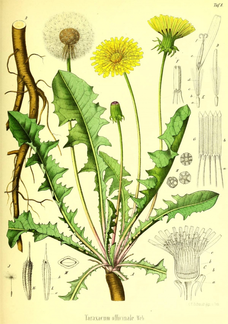 Taraxacum officinale гербарий