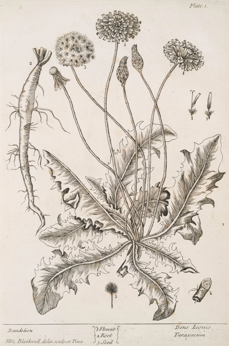 Taraxacum officinale иллюстрация