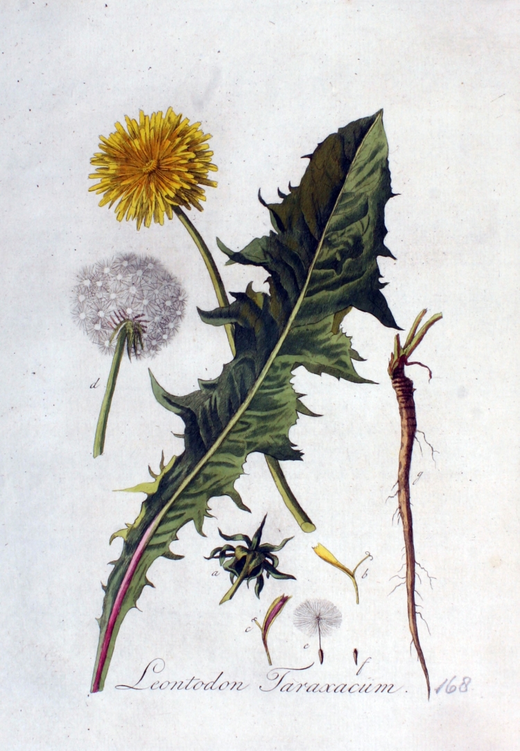 Taraxacum officinale гербарий