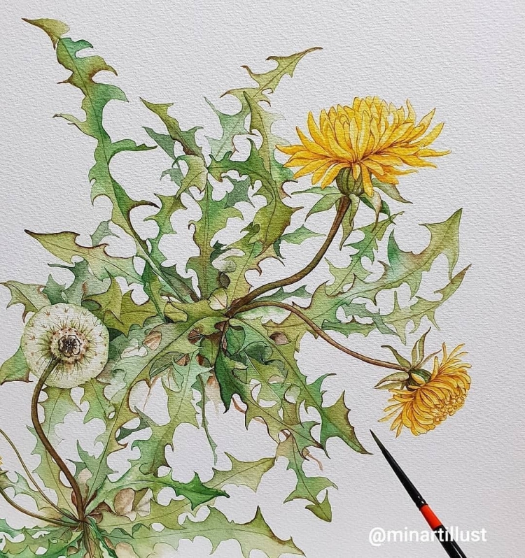 Ботаническая иллюстрация Taraxacum