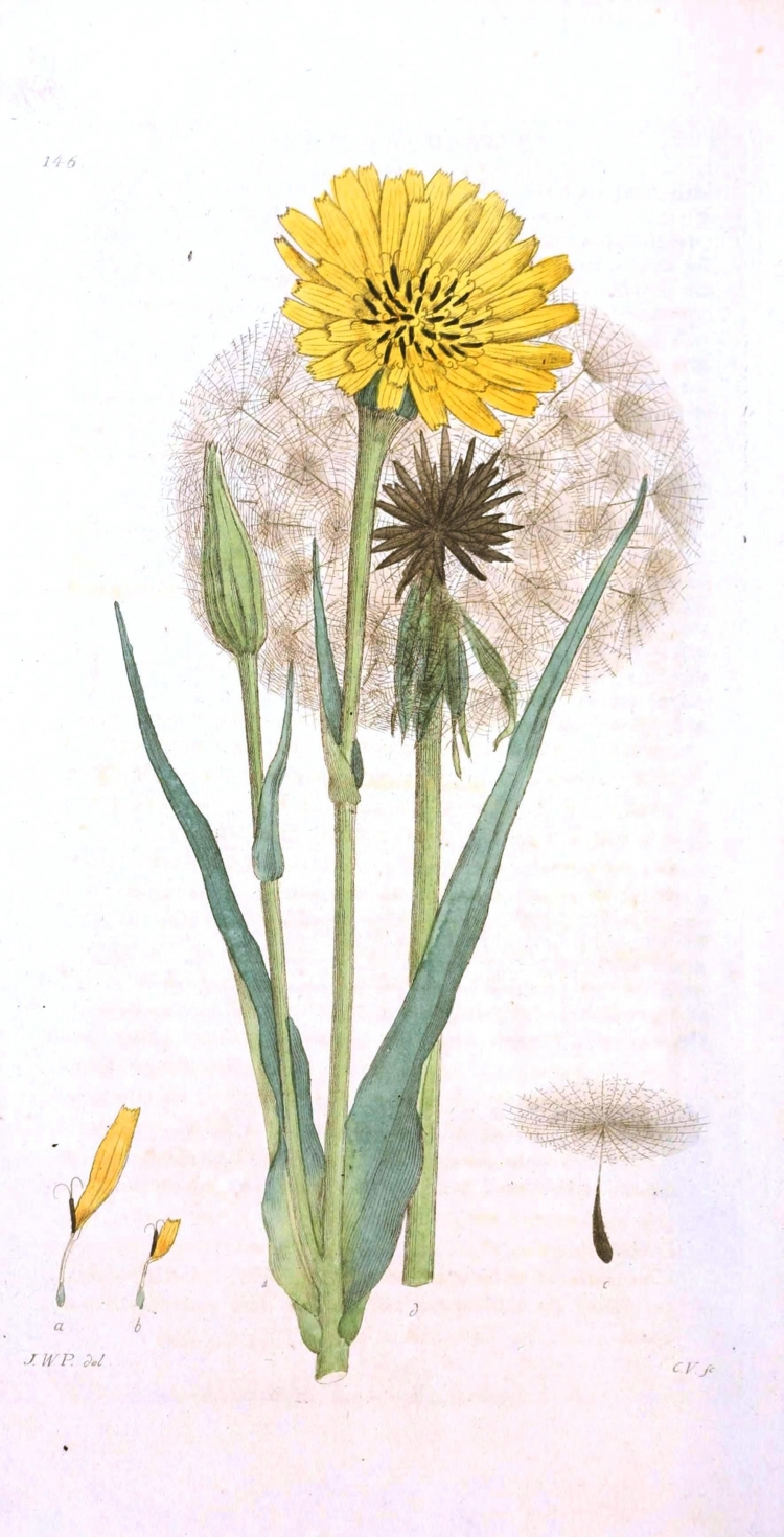 Ботаническая иллюстрация Taraxacum