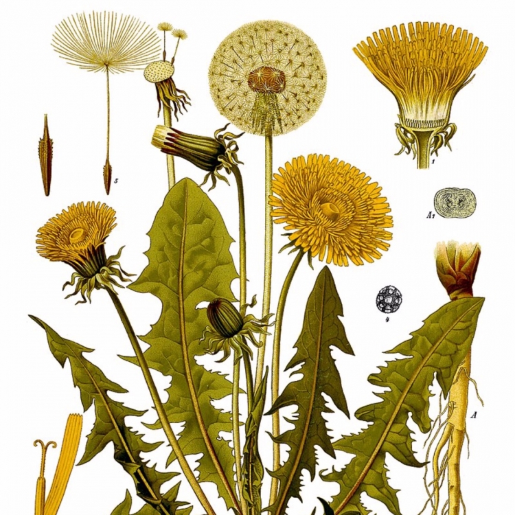 Ботаническая иллюстрация Taraxacum
