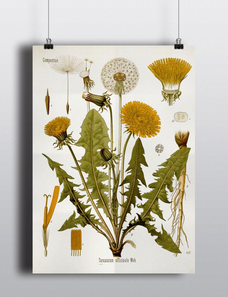 Taraxacum officinale иллюстрация