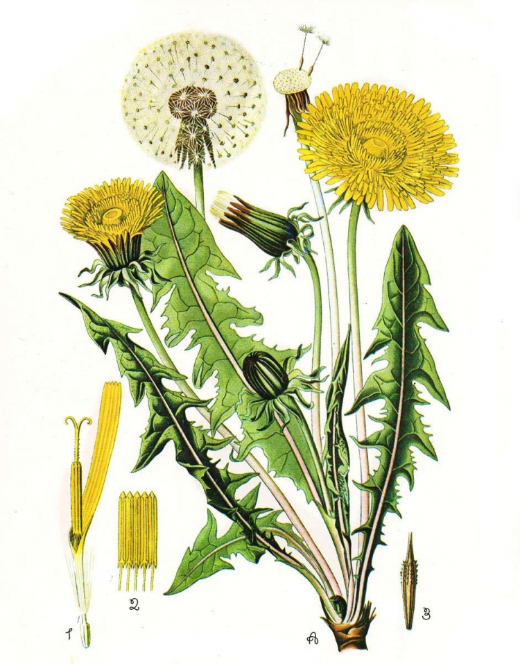 Ботаническая иллюстрация Taraxacum