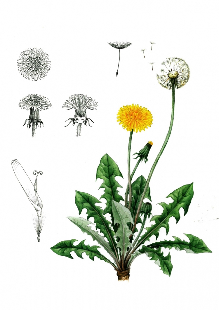 Taraxacum officinale иллюстрация