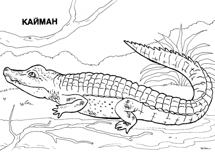 Изображения по запросу Крокодил раскраска
