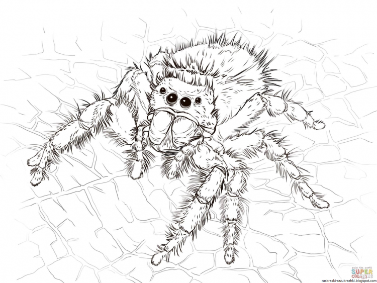 Человек паук картинки для срисовки