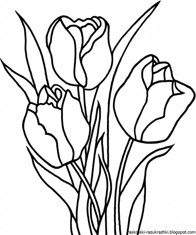 Раскраски Тюльпаны