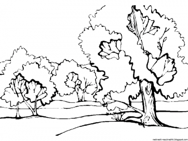 Раскраска - раскраски с изображением леса