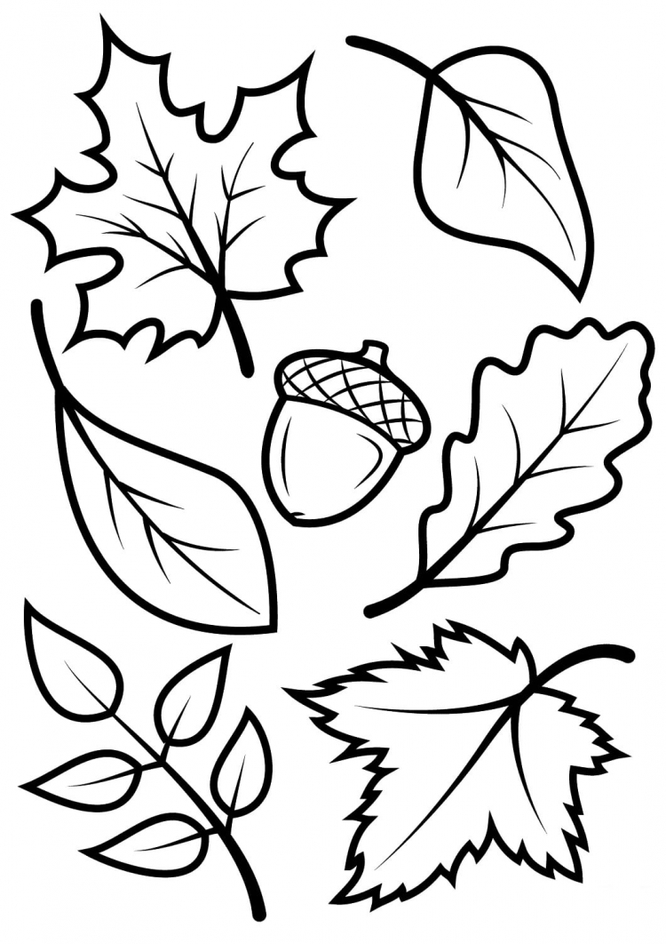 Раскраски листья (+ раскрасок листьев)