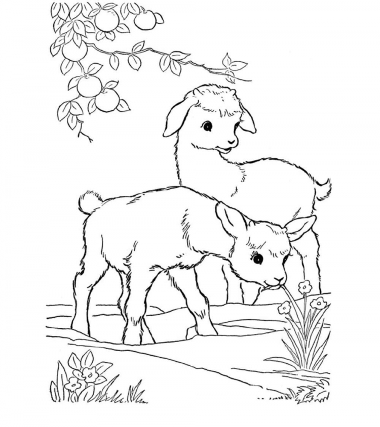 Раскраска для детей с образцами Домашние животные