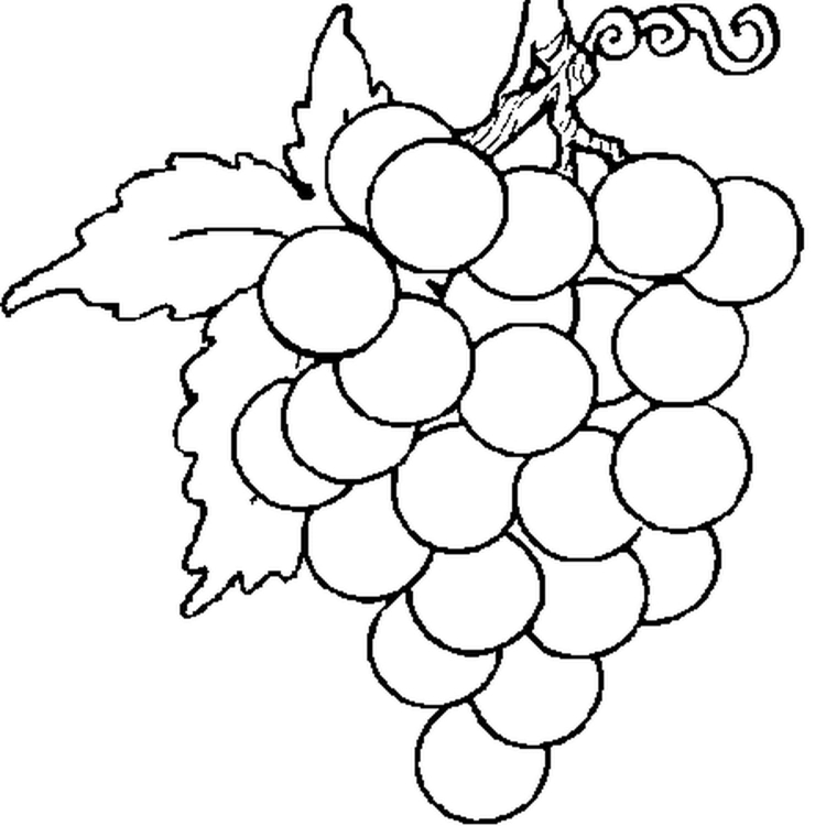 Grape. Виноград. PNG.