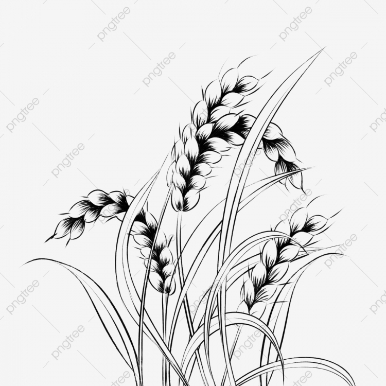 Пшеница hand drawn