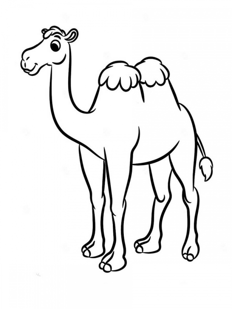 Верблюд картинка для детей раскраска