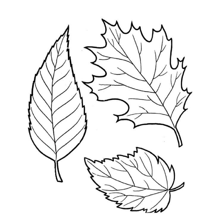 Раскраски осенних листьев для детей