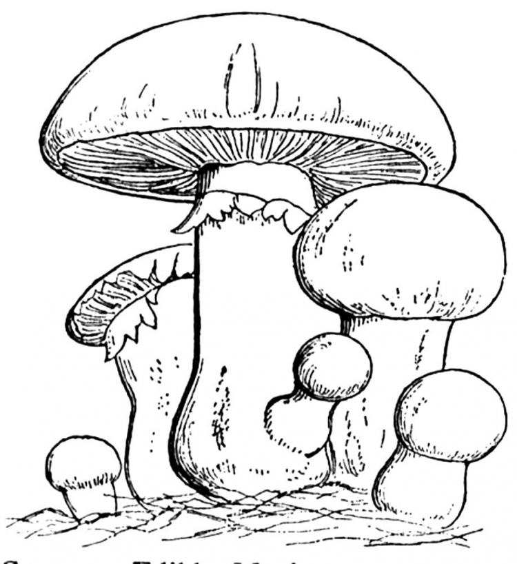 Раскраска шампиньоны гриб для детей