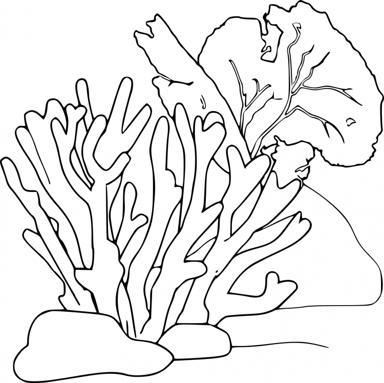 Раскраска морские водоросли для детей
