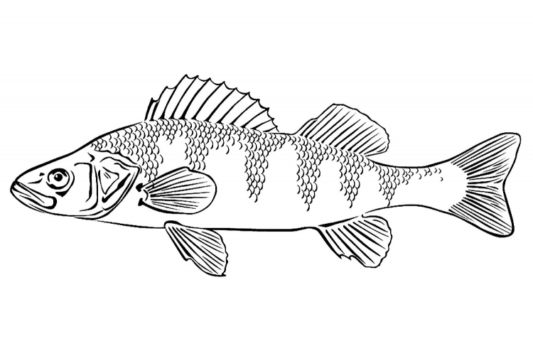 Рыба окунь раскраска для детей