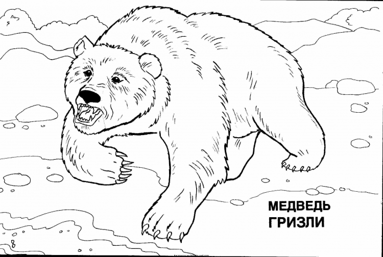 Раскраски животные России для детей