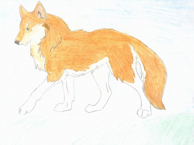 Рисунки красного волка легкие